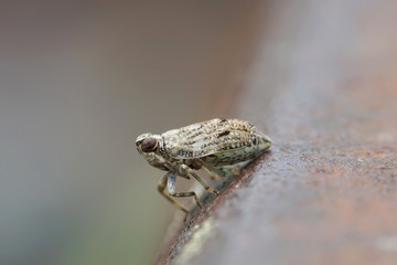 Nahansicht einer Käferzikade