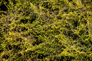 The texture of the old moss.