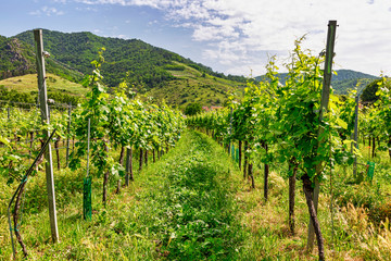 Fototapeta na wymiar Vineyards along the Danube in Austria