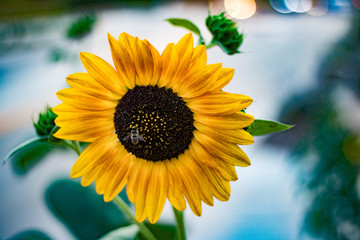 Bee on Sunflower in Summer city street