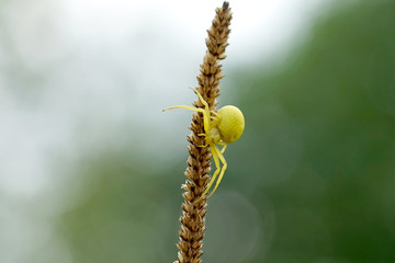 Nahansicht einer veränderlichen Krabbenspinne