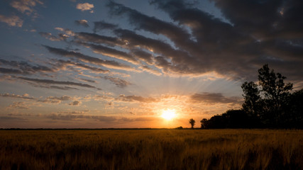 Sunrise in golden wheat field. The first rays of the sun break through the beautiful clouds over the wheat field.