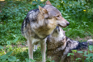 Naklejka na ściany i meble Domestic Wolves of Franconian Switzerland