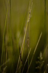 Larva on the grass