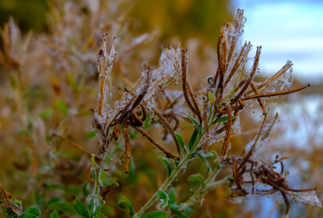 autumn leaves against blue sky