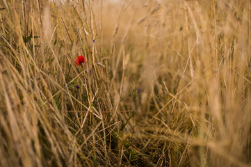 poppy in the grass