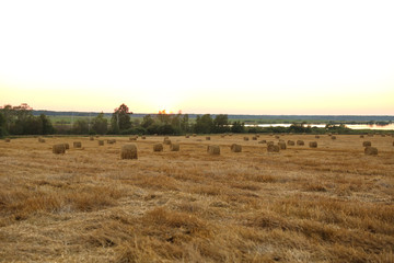 Fototapeta premium round haystacks on the golden field at sunset