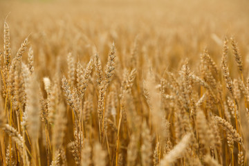 yellow ears of wheat background. golden wheat field close up