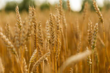 Obraz premium yellow ears of wheat background. golden wheat field close up