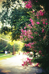 A nice walk way in a neighborhood in Denton Texas 