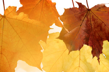 Herbstkomposition aus Ahornblättern