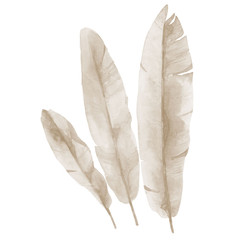 Dried banana fronds. Beige exotic pale leaves. Watercolour illustration toned in beige color on white background.
