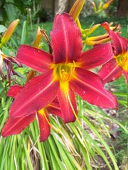 red and yellow lily