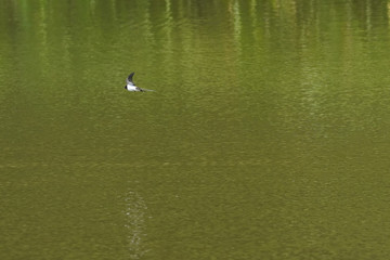 Obraz na płótnie Canvas swallow in flight