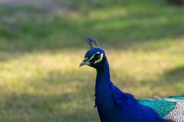 Fototapeta premium Pavo Real