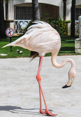 Beautiful pink flamingo . Space for text. © JuliaDorian