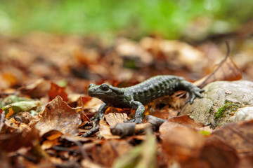 Alpine salamander, salamandra atra, in the forest. Black species of the salamander. Lizard walking on the ground. European nature