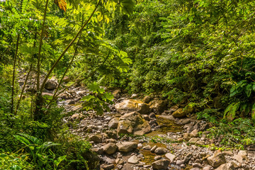 A view up a stream on Mount Soufriere in Saint Vincent