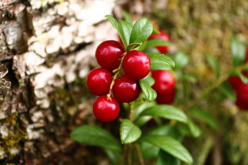Obraz premium Brush of bright red glossy ripe shiny lingonberries in the sunlight of a summer day. Colorful wallpaper of redberry. Cowberry or Lowbush Cranberry or Mountain cranberry or Vaccinium vitis-idaea.