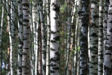 Smooth white trunks of birches in sunlight on a summer day in a birch grove. Beautiful forest landscape in sunlight.