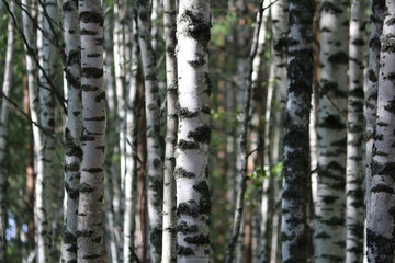 Fototapeta premium Smooth white trunks of birches in sunlight on a summer day in a birch grove. Beautiful forest landscape in sunlight.