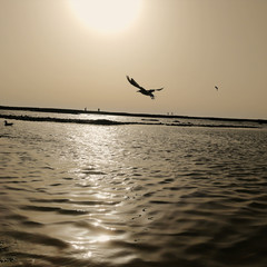 Low angle shot of the sea and seagulls