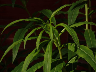 Obraz premium close up of green leaves of plant