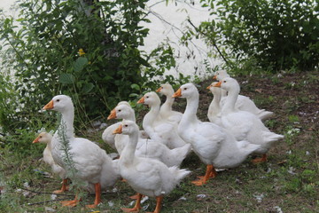 A herd of white domestic geese with orange beaks strolls near a pond or river A picturesque rural landscape with domestic geese.