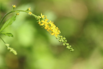 Bright golden yellow flower of Agrimonia pilosa on a sunny summer day on a green blurred background. 