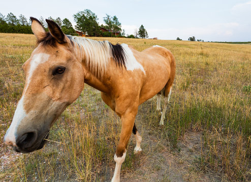 Close-up of beautiful beige and white paint horse with pasture and farmhouse in the background near Denver