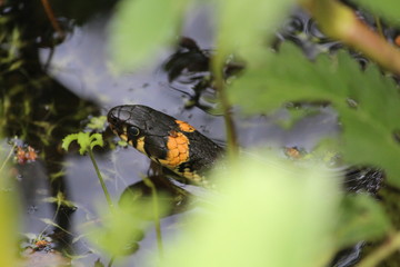 The head of a Natrix natrix with yellow ears above water in a pond among green aquatic plants