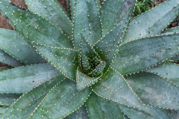 aloe close up from above