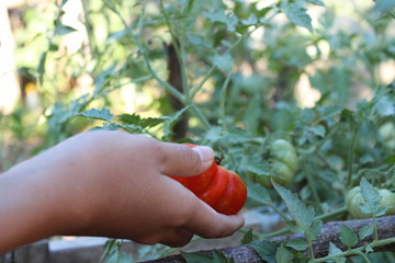 A man harvests tomatoes in the garden. hand grabbing a tomatoes