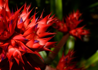 detalle de flor silvestre roja