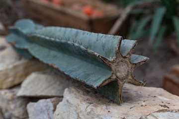 close up view of sharp green cut cactus