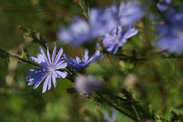 beautiful chicory a traveler on a Polish meadow

