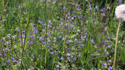 Fototapeta premium Flowery meadow. Grass ready to mow.