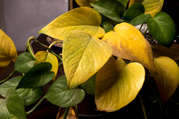 Hojas otoñales