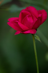 Obraz premium Rosa Roja