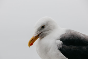 close up of a seagull in white background of a cloudy day