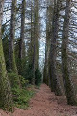 alley of curved pine trees in early spring