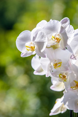 White Orchid branch on green natural background
