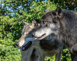 Two wolves in the light of the setting sun