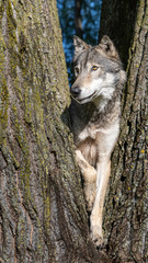 A wolf in a cottonwood tree at sunset