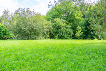 Green grass in the walking area of the summer city park