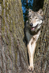 Obraz premium A wolf in a cottonwood tree at sunset