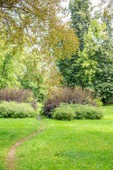 Green grass in the walking area of the summer city park