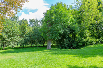 Green grass in the walking area of the summer city park