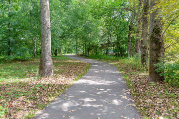 Green grass in the walking area of the summer city park