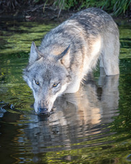 A wolf plays along the water's edge in the setting sun